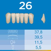 Dente Biotone Anterior Inferior 26