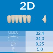 Dente Biotone Anterior Inferior 2D
