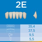 Dente Biotone Anterior Inferior 2E